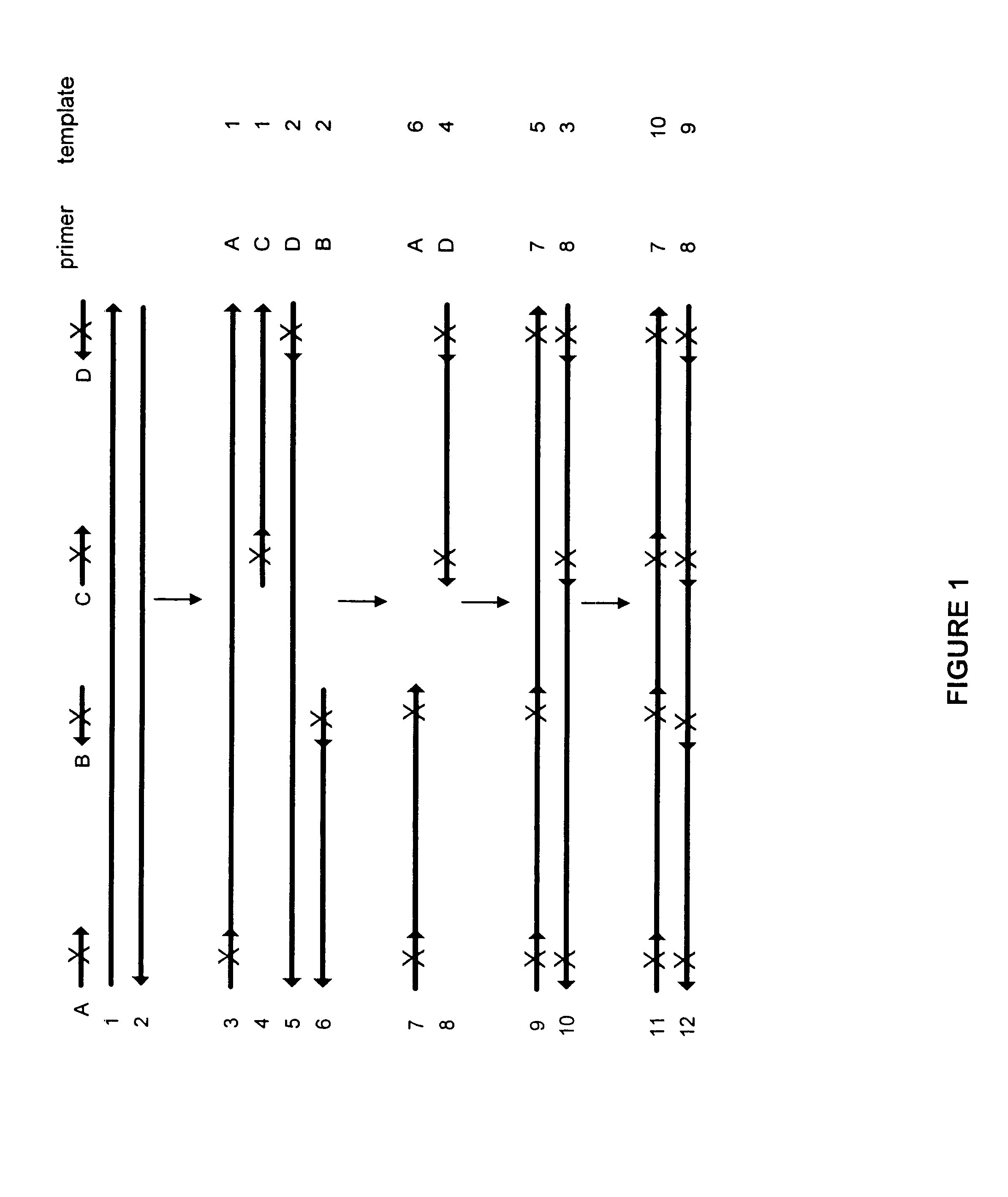Method for generating a library of oligonucleotides comprising a controlled distribution of mutations