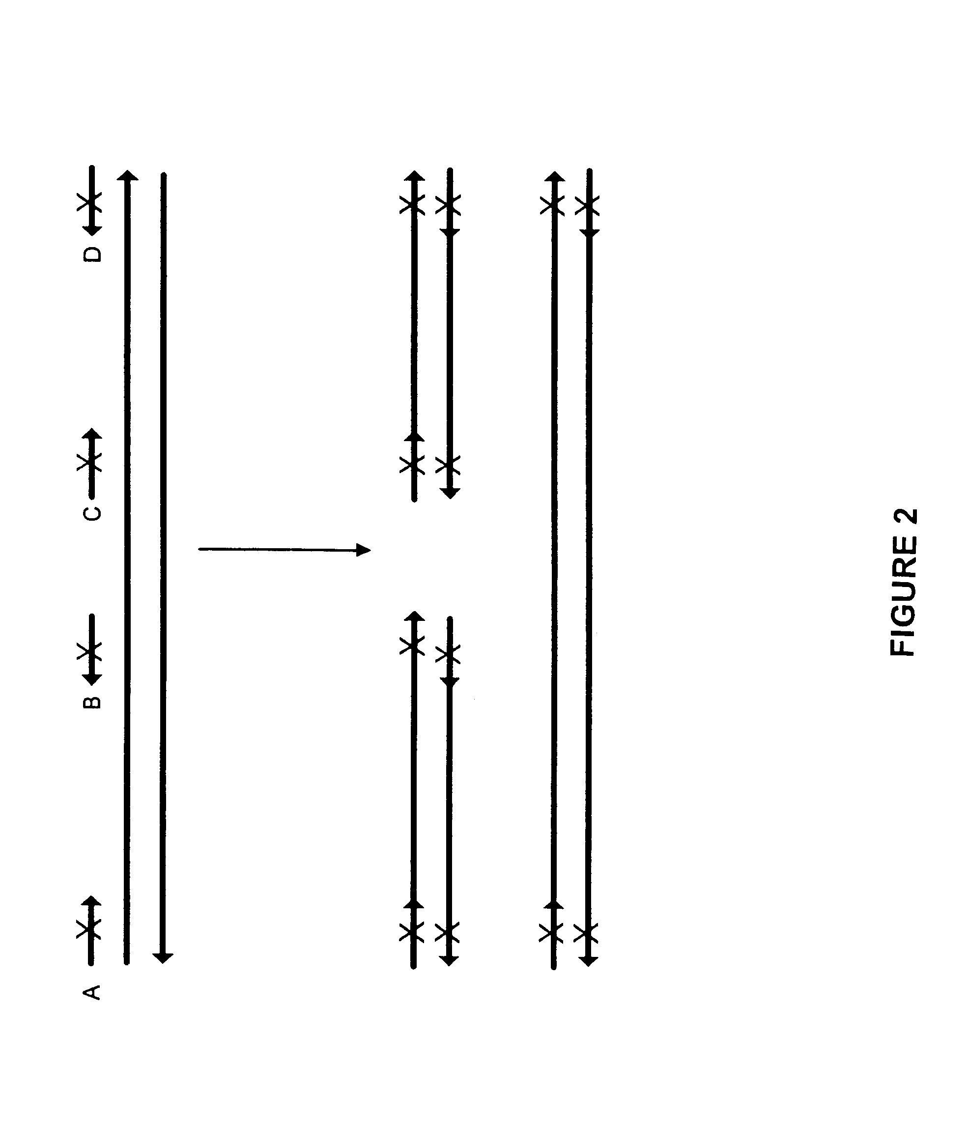 Method for generating a library of oligonucleotides comprising a controlled distribution of mutations