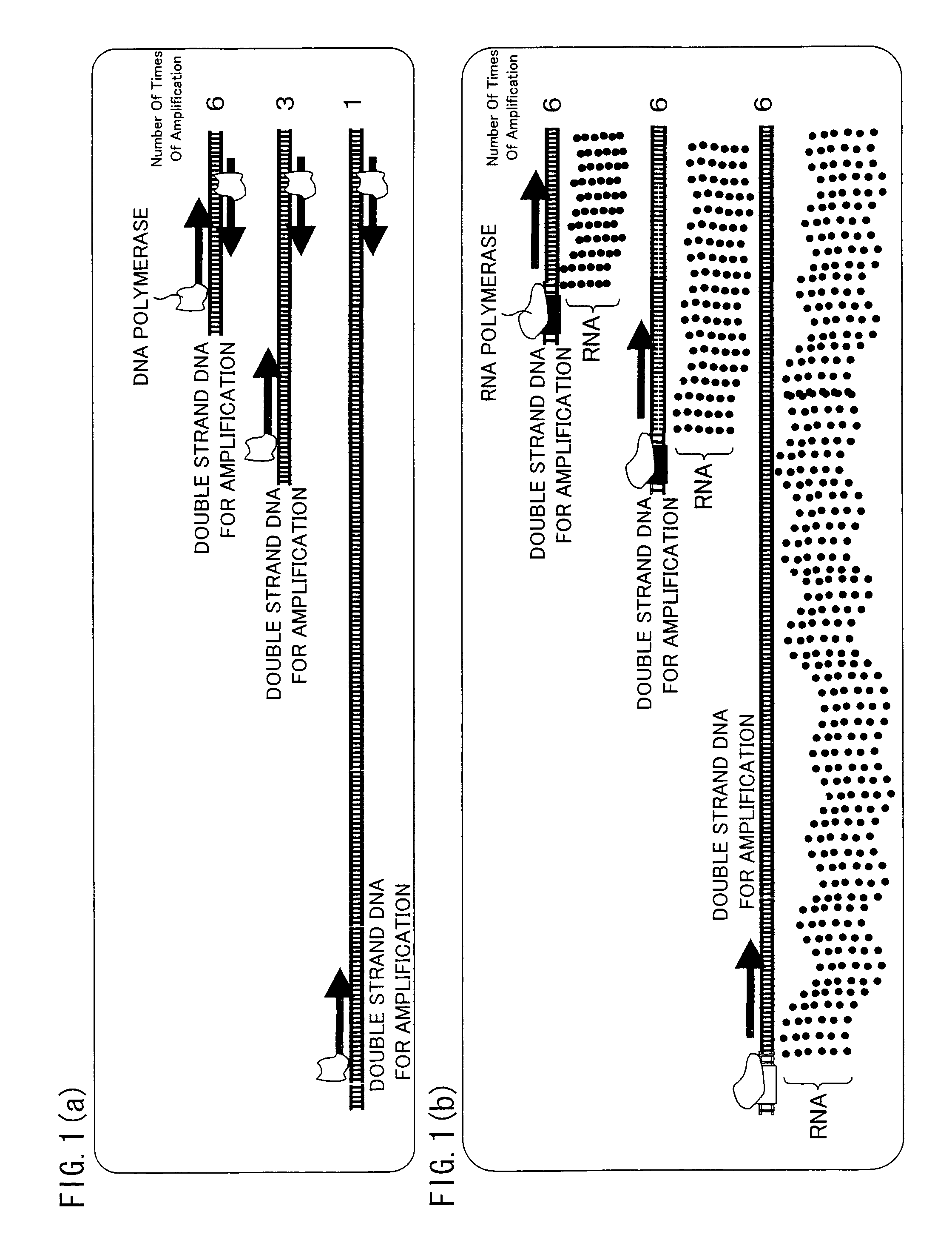 Trace mRNA amplification method and use thereof