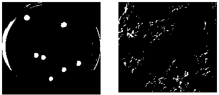 Acinetobacter with authigenic nitrogen fixation capacity and application thereof