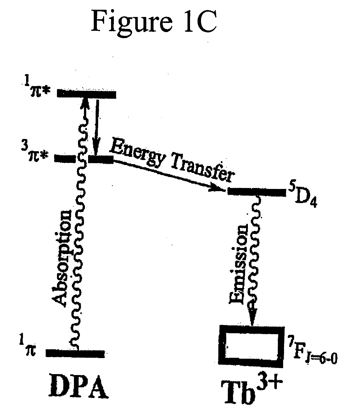 Method and apparatus for detecting and quantifying bacterial spores on a surface