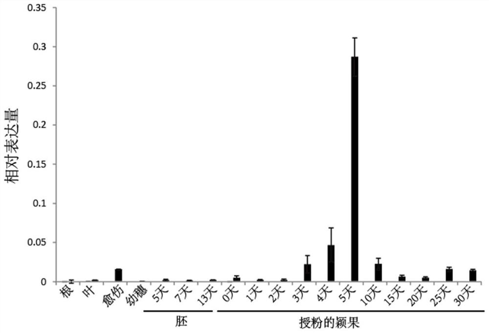 nf-yb9 mutant gene and its protein and application