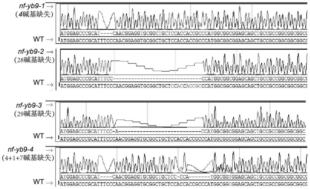 nf-yb9 mutant gene and its protein and application