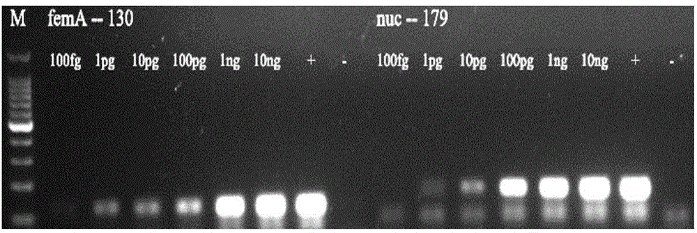 Primer group for multi-PCR detection of Staphylococcus aureus and salmonellae in food, kit and detection method