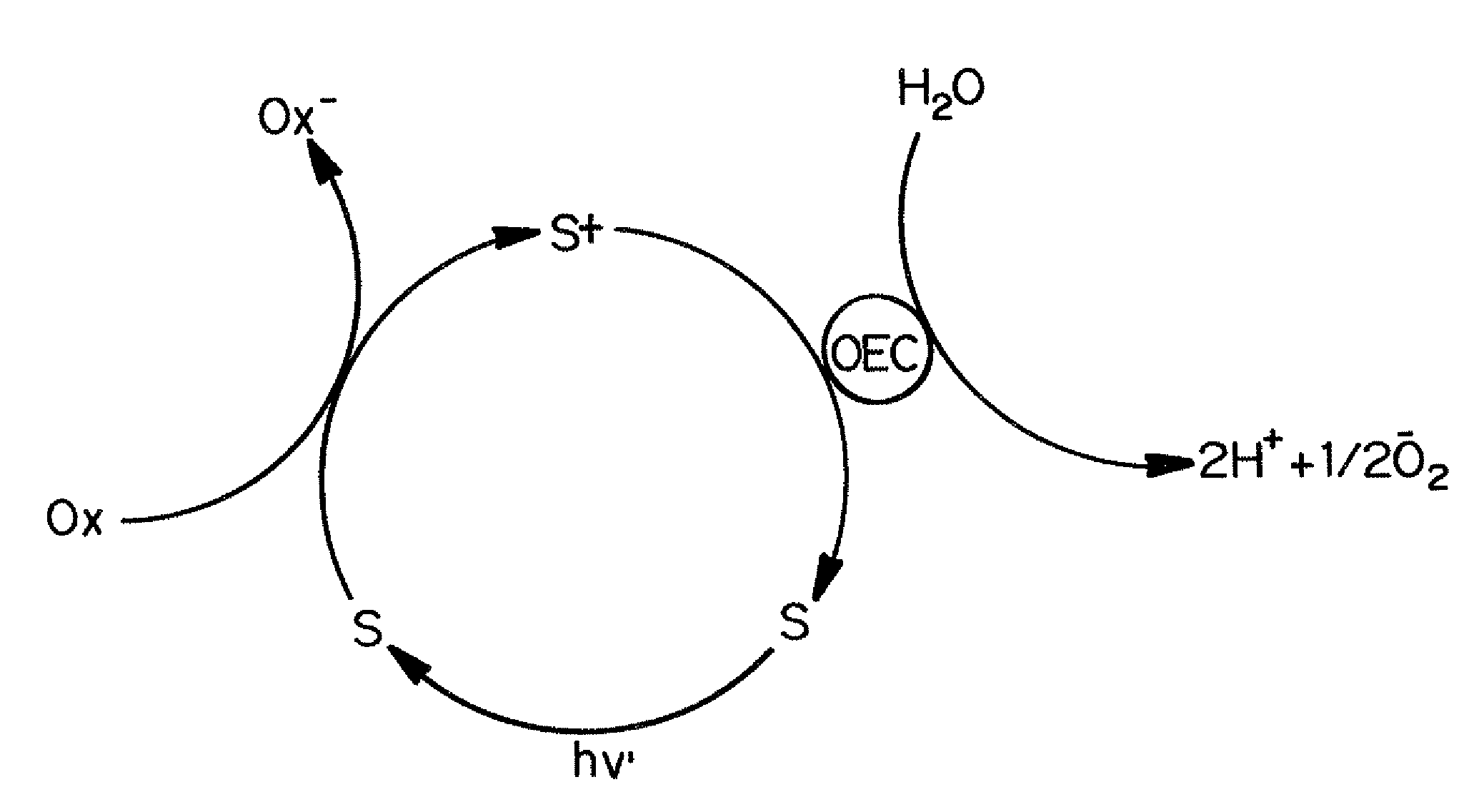 Polyoxometalate water oxidation catalysts and methods of use thereof