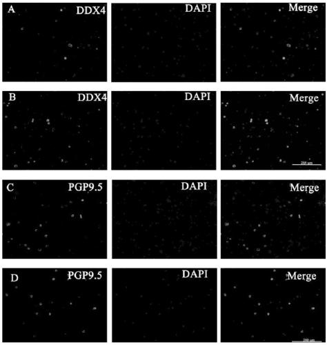 In-vitro culture and passage method of buffalo spermatogonial stem cell-like cells