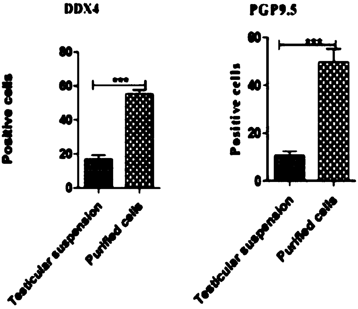 In-vitro culture and passage method of buffalo spermatogonial stem cell-like cells