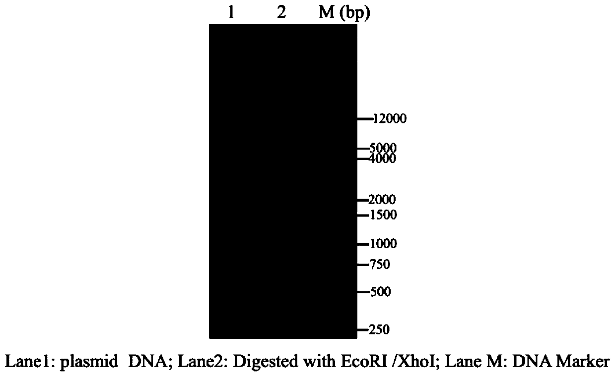 Recombinant vector and expression method of tea tree heat shock protein CssHSP-6 gene
