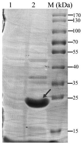 Recombinant vector and expression method of tea tree heat shock protein CssHSP-6 gene