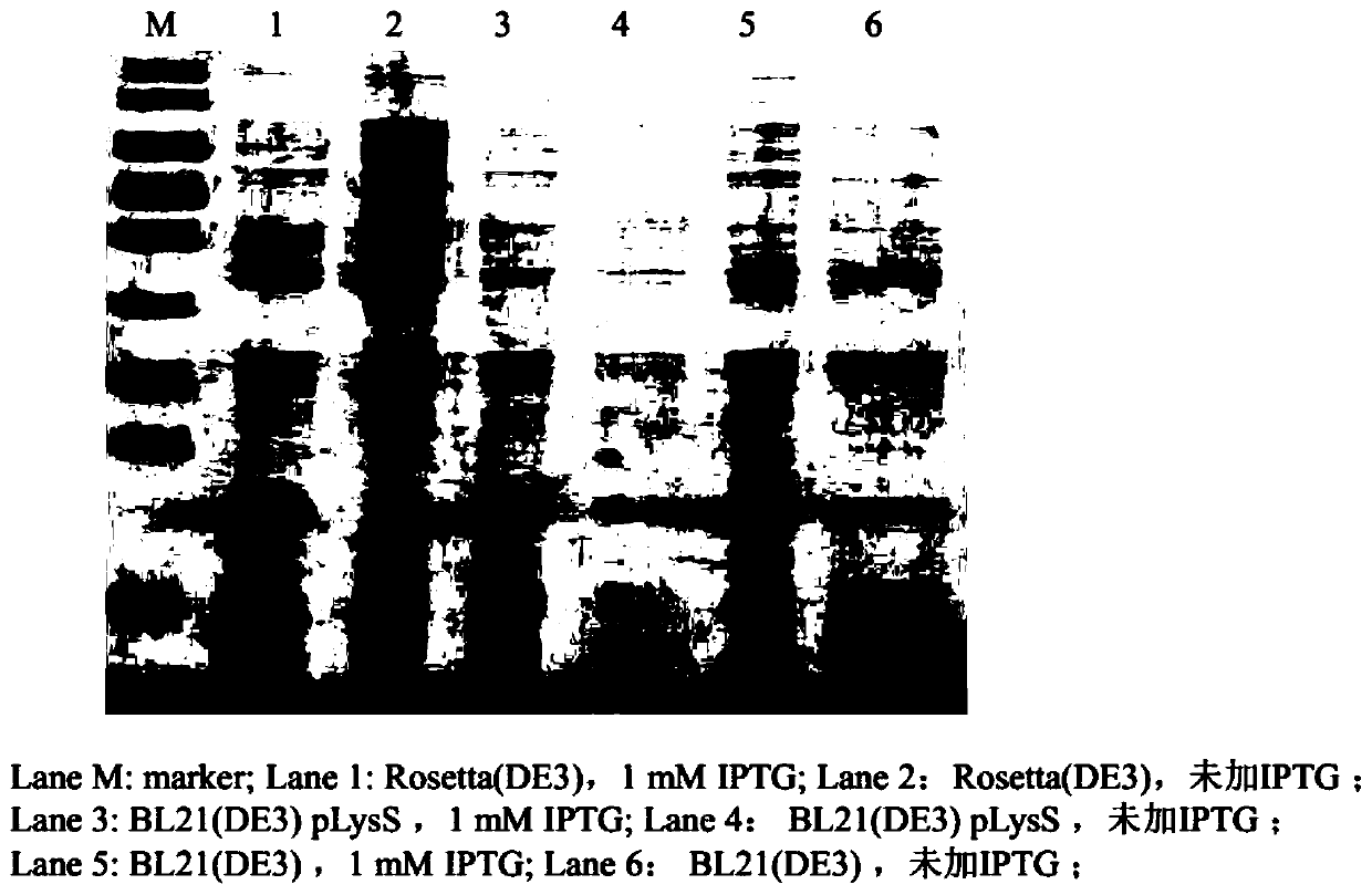 Recombinant vector and expression method of tea tree heat shock protein CssHSP-6 gene