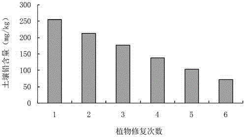 Phytoremediation combination method for severe-plumbum-pollution paddyfield soil