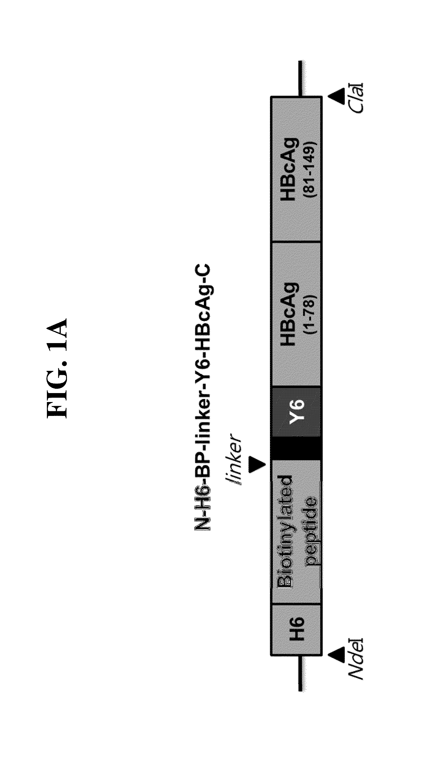 Recombinant self-assembling protein comprising target-oriented peptide and use thereof