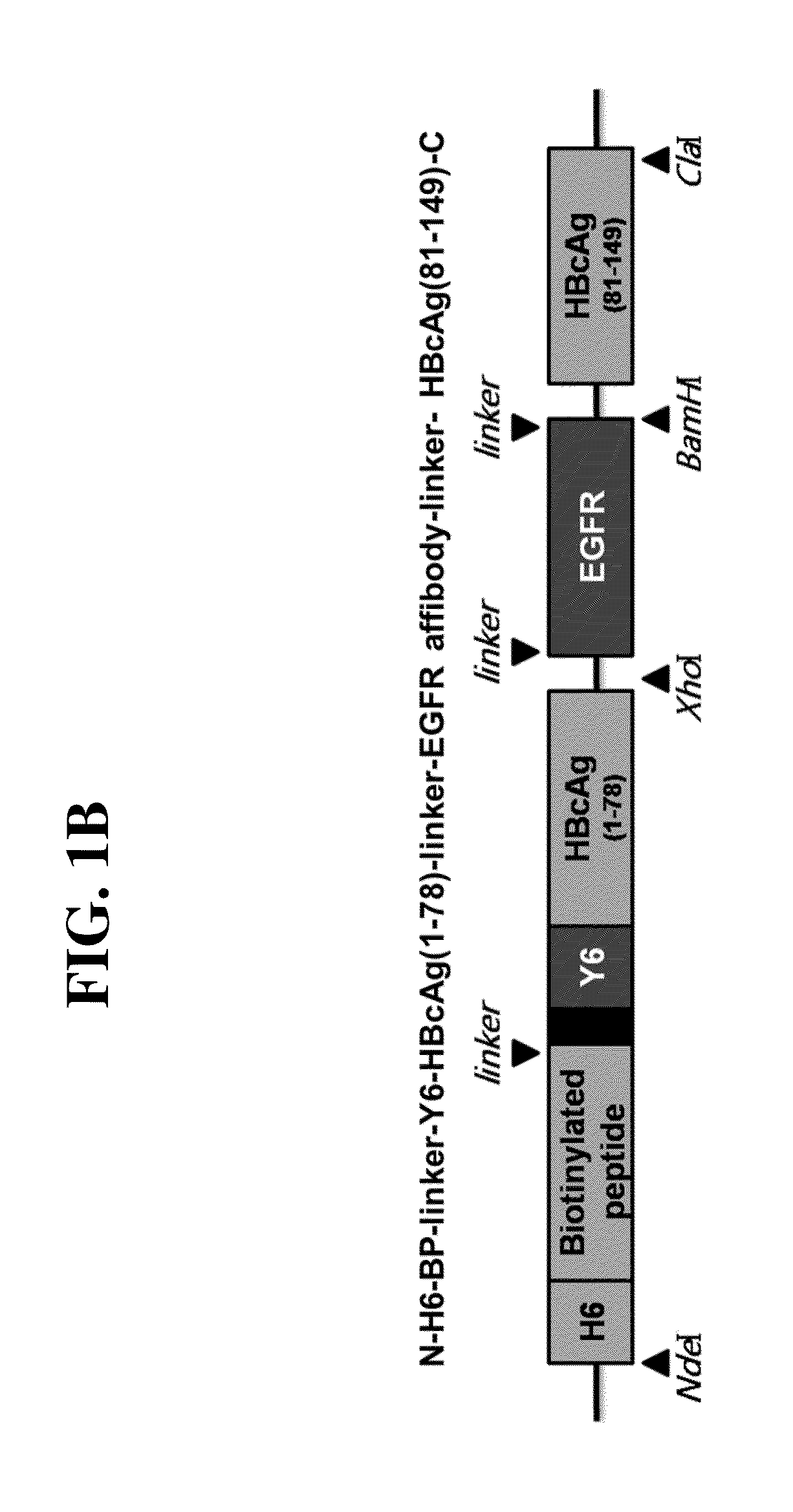 Recombinant self-assembling protein comprising target-oriented peptide and use thereof