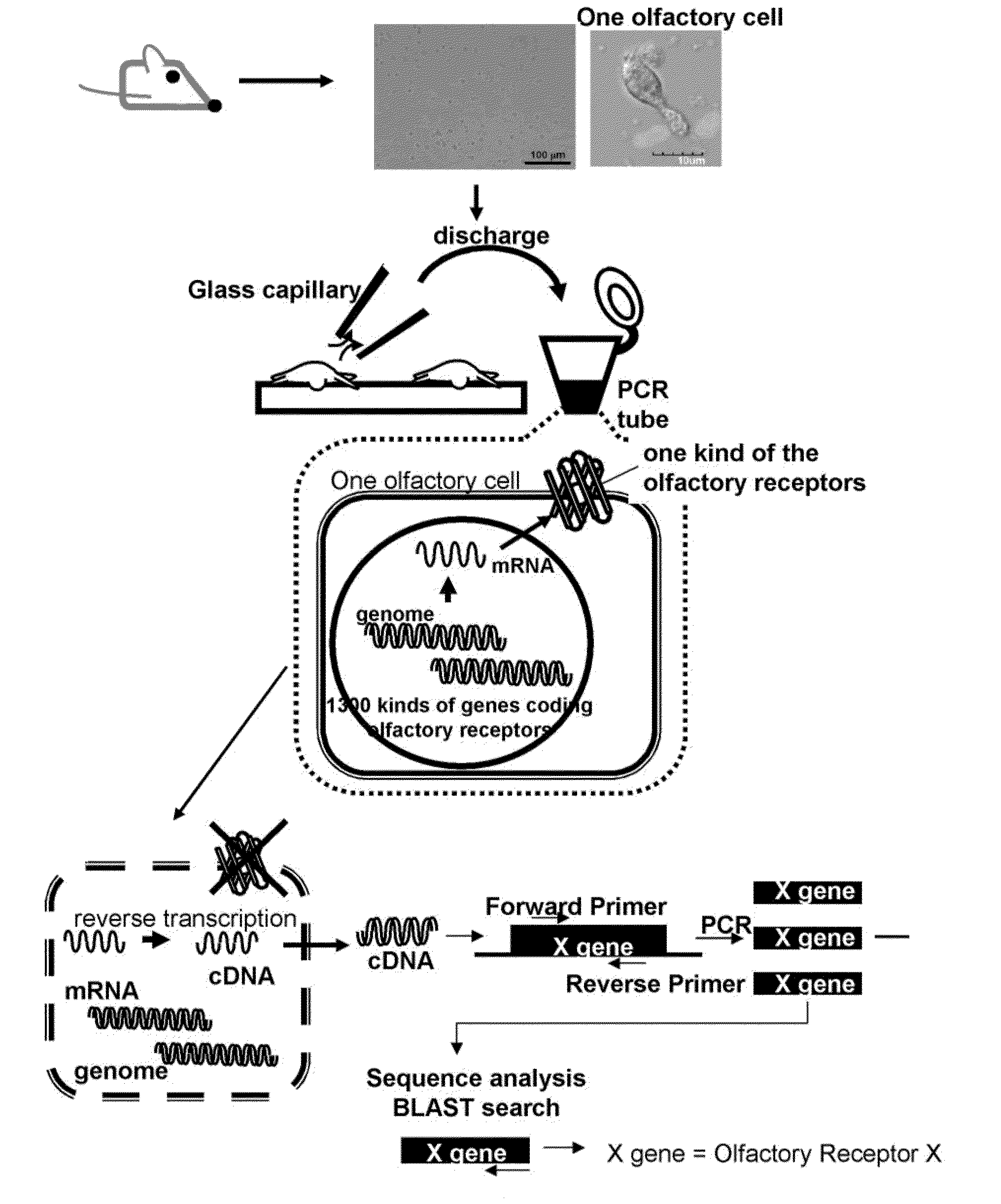 Method for identifying olfactory receptor included in one olfactory cell