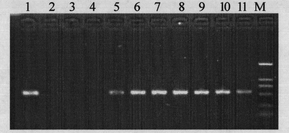 Method for breeding raphanus sativus L. CMS (genic male sterility) lines by using marker assisted selection