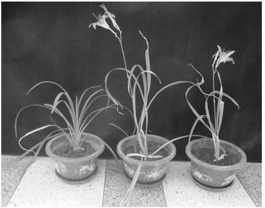 Method for restoring petroleum hydrocarbon polluted soil through wild ornamental plant day lilies