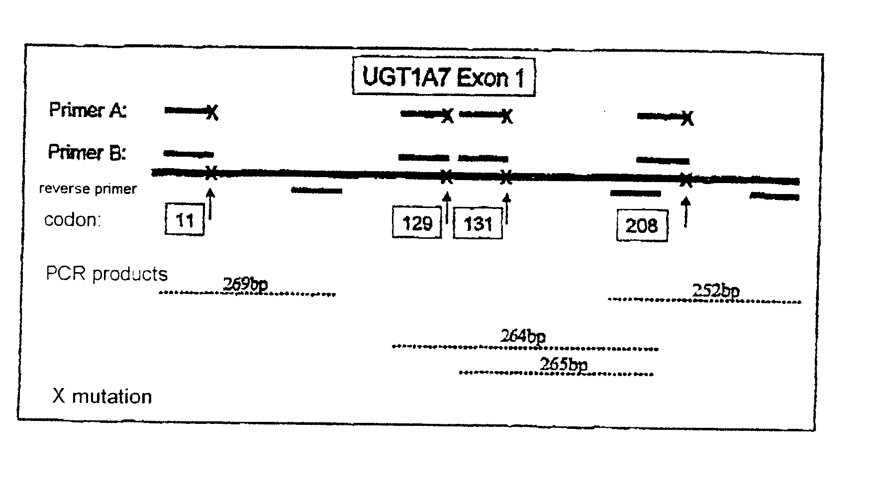 Method for the Prediction of the Risk Potential for Cancerous Diseases and Inflammatory Intestinal Diseases and Corresponding Tests