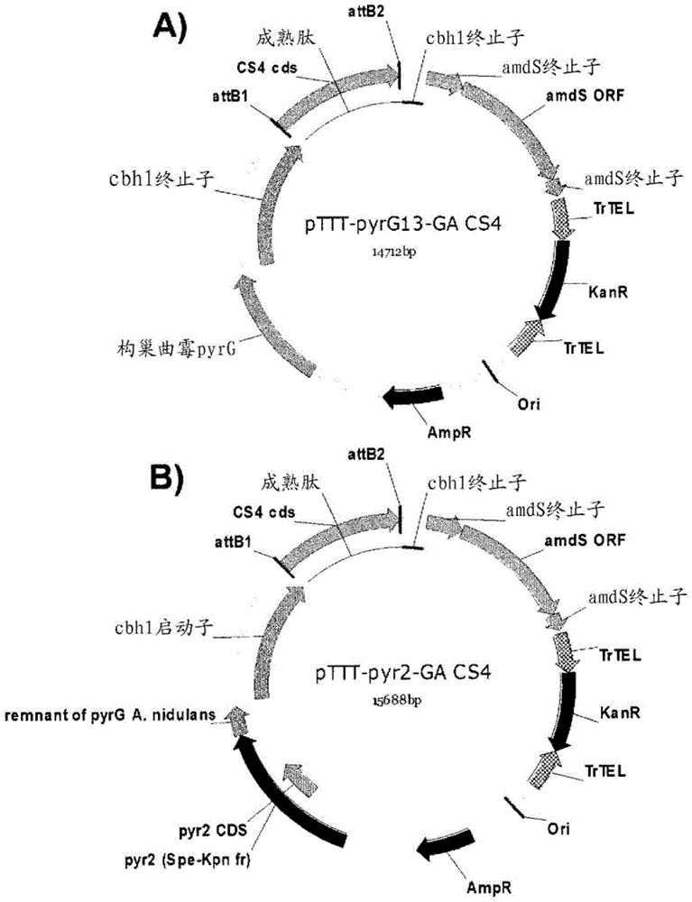 Variants having glucoamylase activity