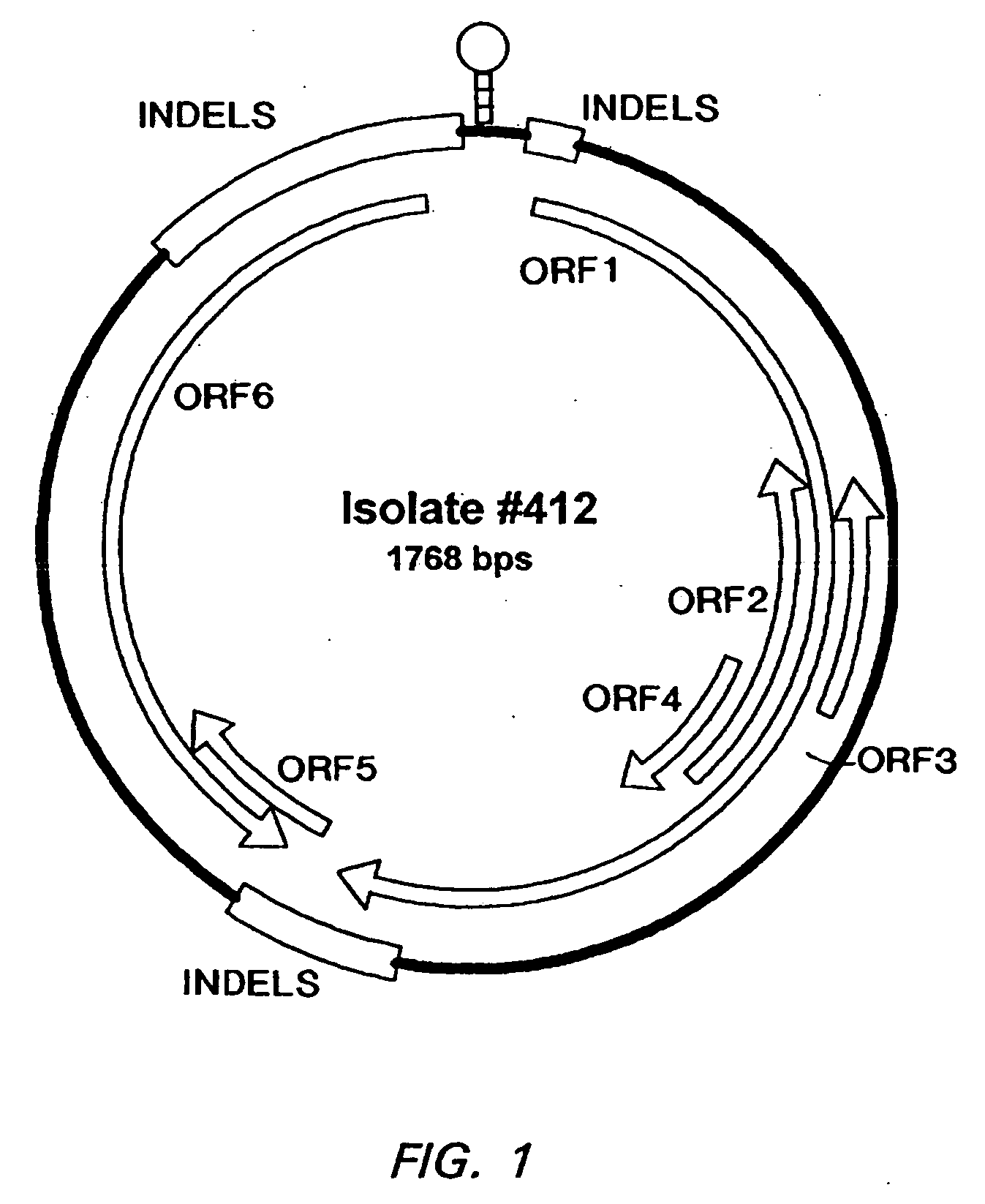 Porcine circovirus and Helicobacter combination vaccines and methods of use