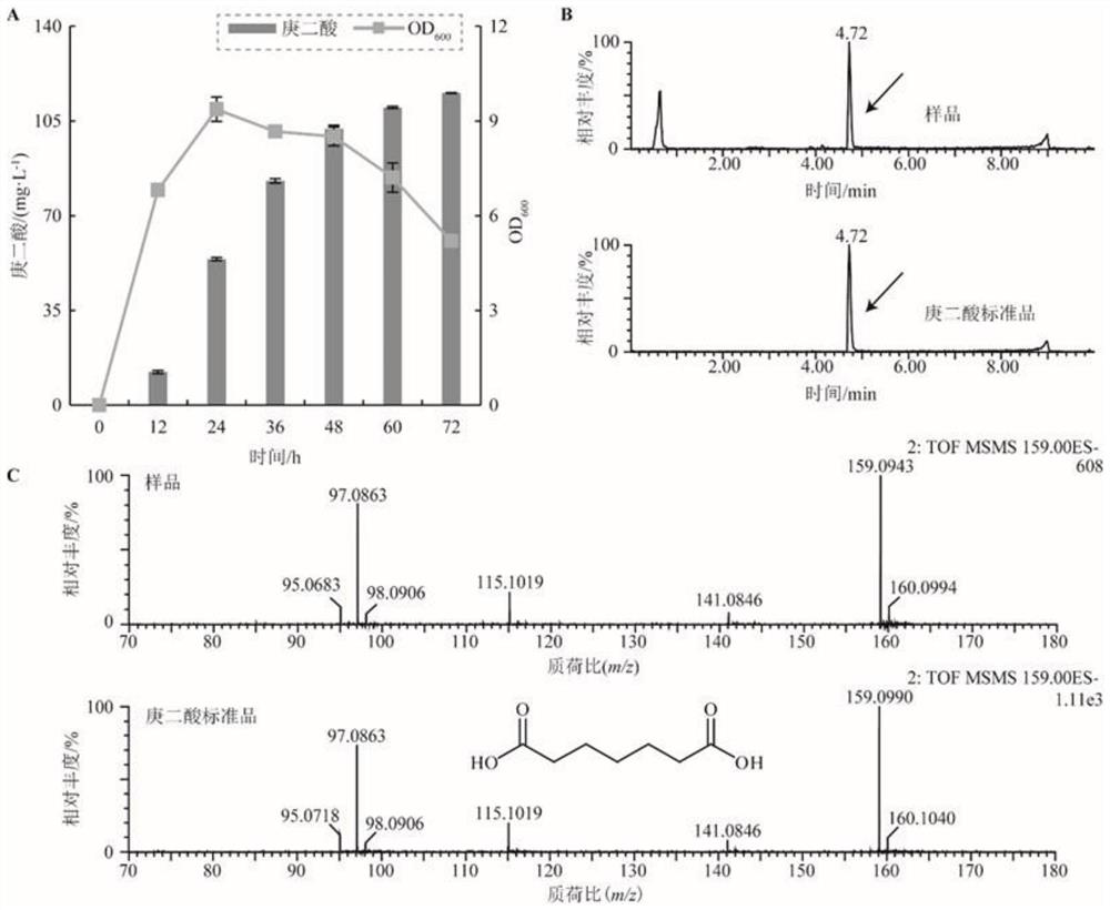 Method for producing pimelic acid by fermenting enterobacter hormaechei