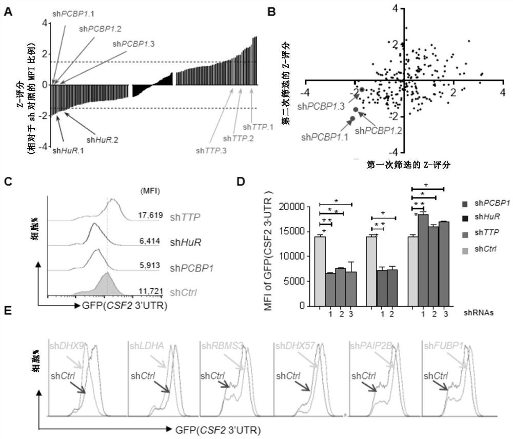 Application of pcbp1 gene or its protein regulator in immune system diseases