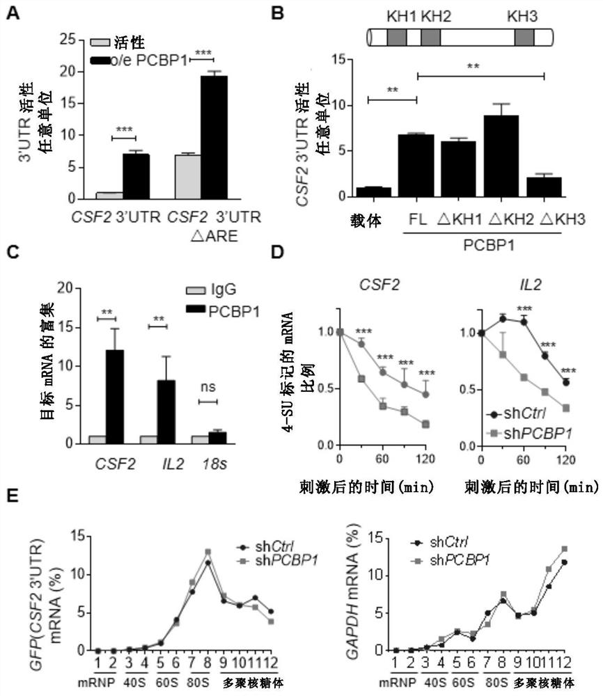 Application of pcbp1 gene or its protein regulator in immune system diseases