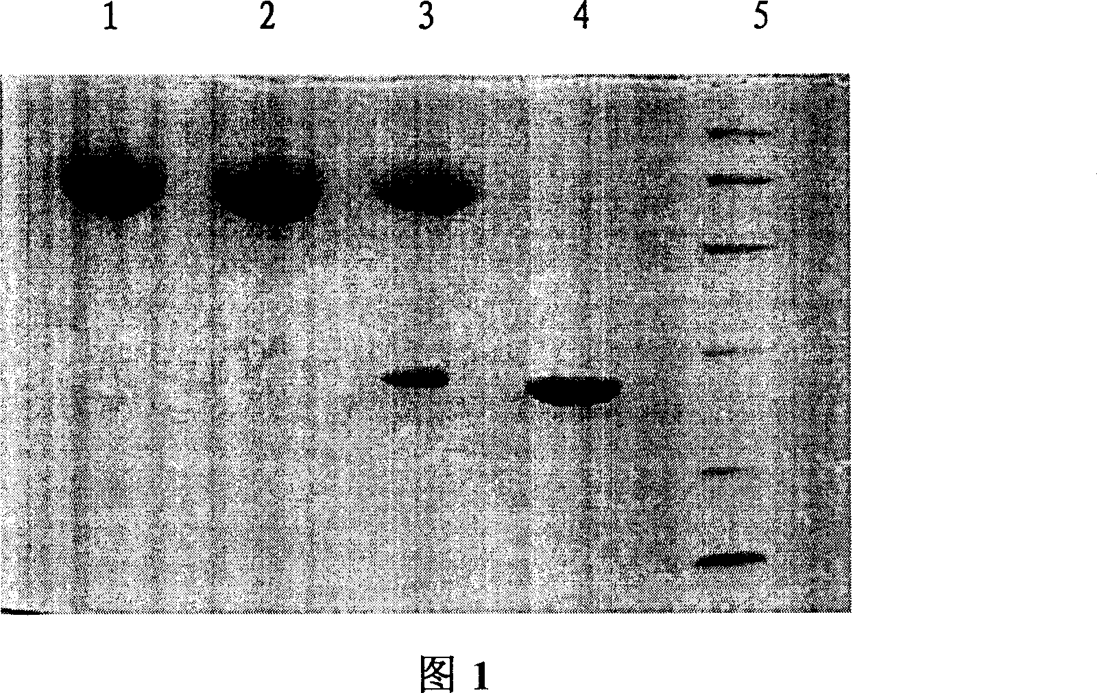 PEGlyated Chinese trichosannthes root protein medicine and its preparation