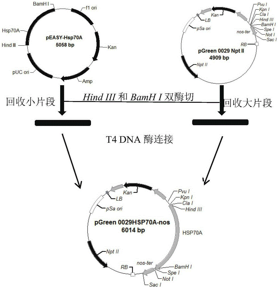 Method for producing astaxanthin by using transgenic microalgae