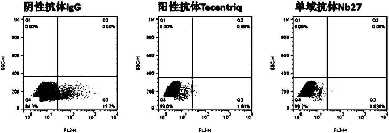 Blocking type PD-L1 camel-source single-domain antibody and use thereof