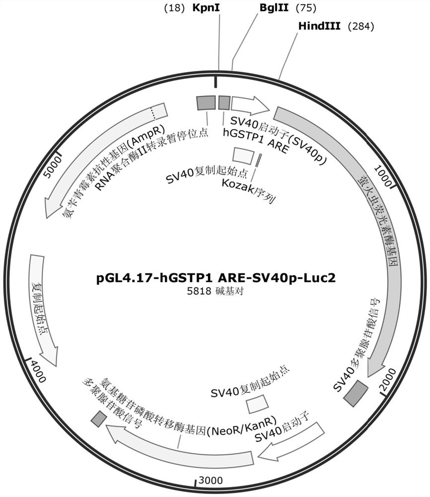 Construction of cell strain containing luciferase reporter gene of human GSTP1 ARE and application thereof