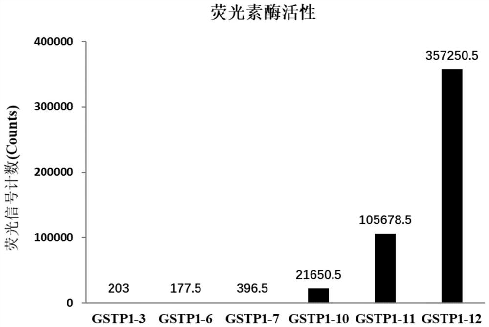 Construction of cell strain containing luciferase reporter gene of human GSTP1 ARE and application thereof