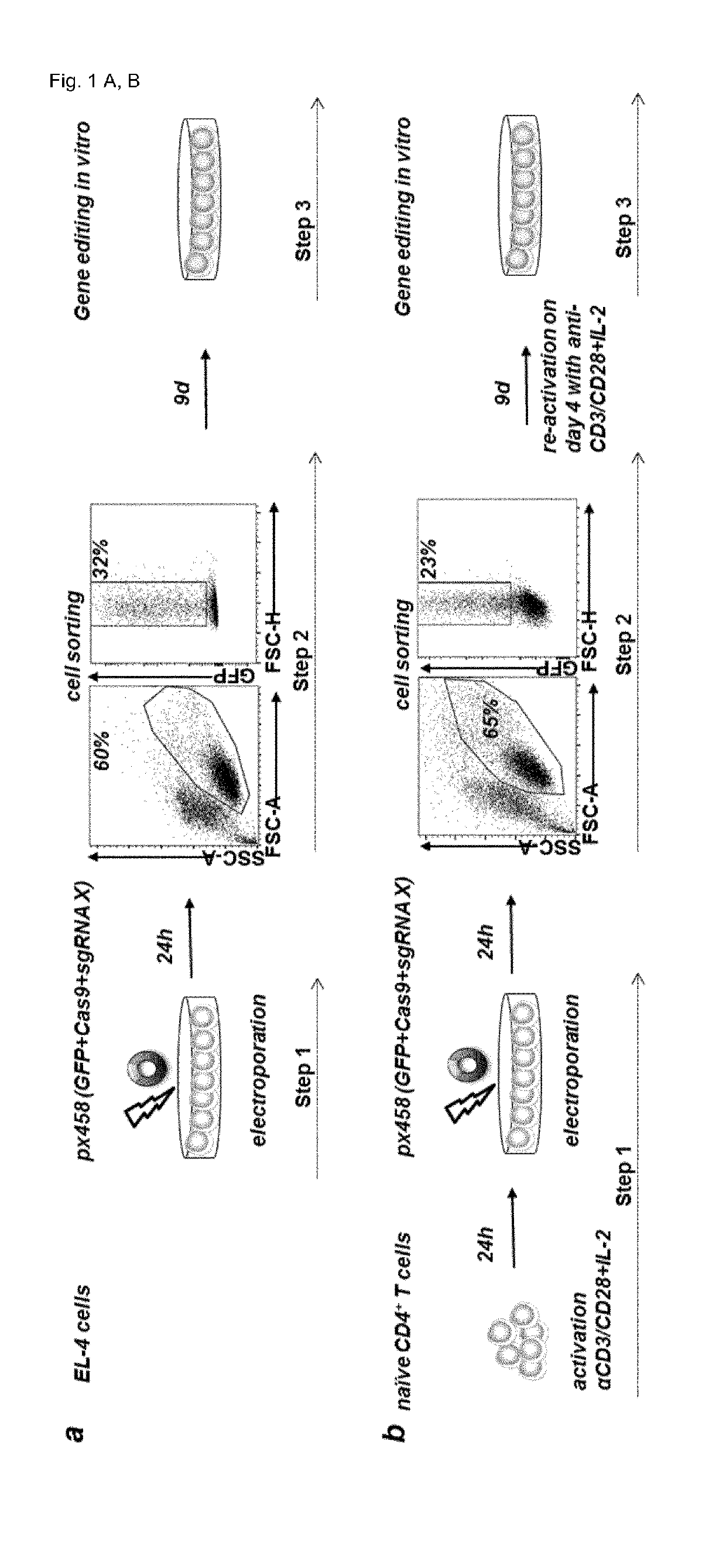 Allele editing and applications thereof
