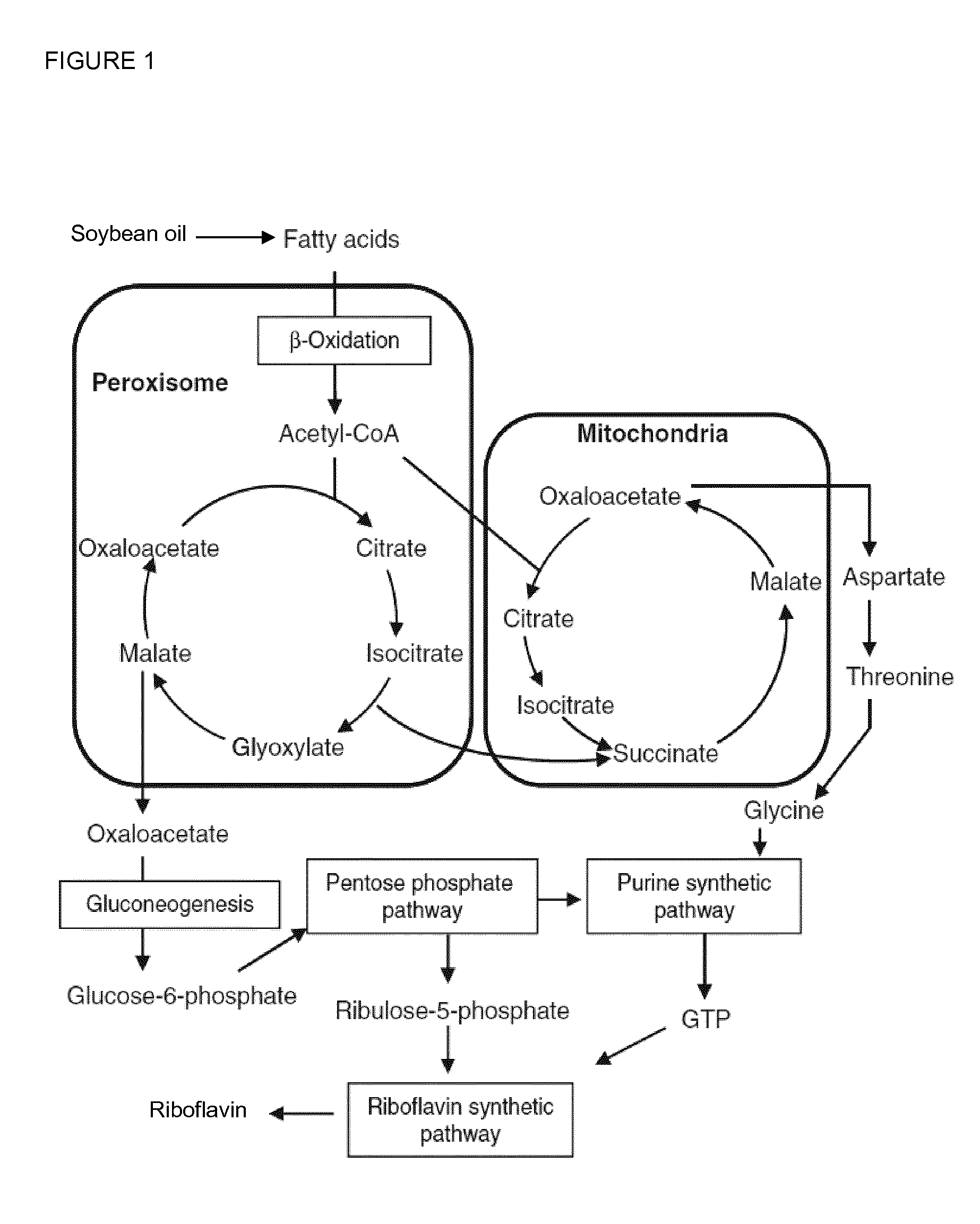 Over-expression of a fatty acid transporter gene and of genes encoding enzymes of the beta-oxidation pathway for higher production of riboflavin via fermentation of eremothecium