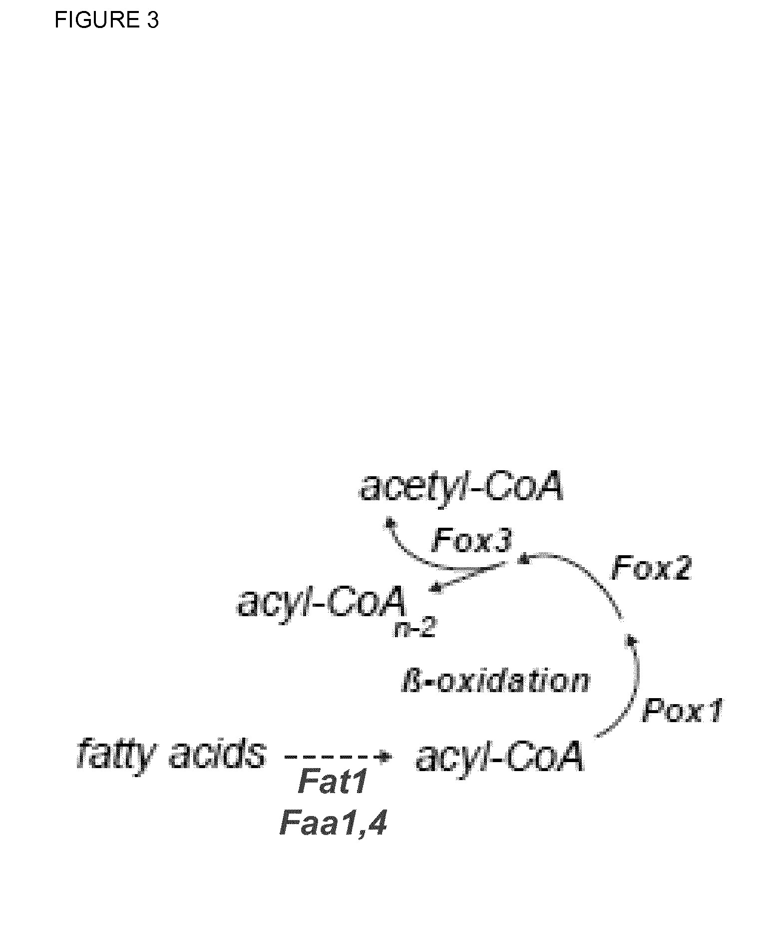 Over-expression of a fatty acid transporter gene and of genes encoding enzymes of the beta-oxidation pathway for higher production of riboflavin via fermentation of eremothecium