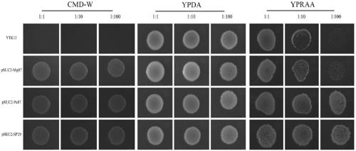 Nosema bombycis hypothetical protein NB29, recombinant expression vector containing nosema bombycis hypothetical protein NB29 and application of recombinant expression vector