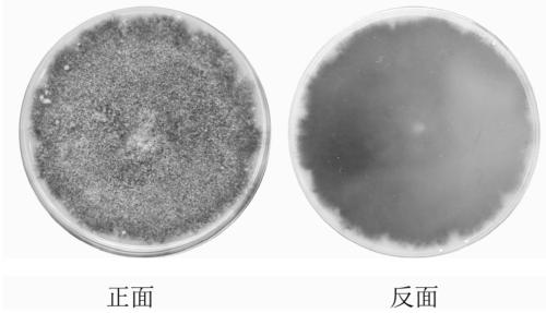Rhizoma Atractylodis Macrocephalae endophytic fungi and application thereof