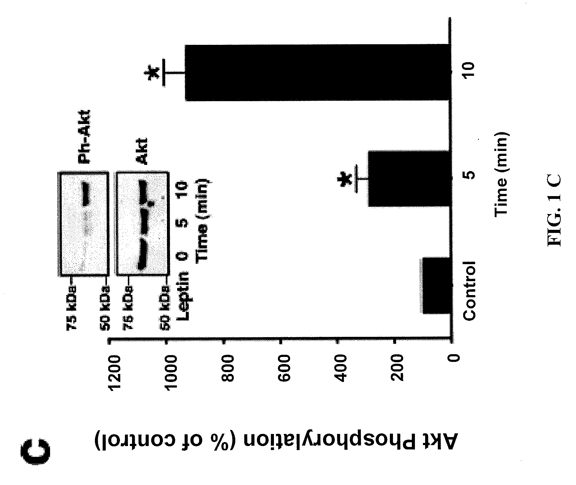 Methods and compositions for treating neointimal hyperplasia