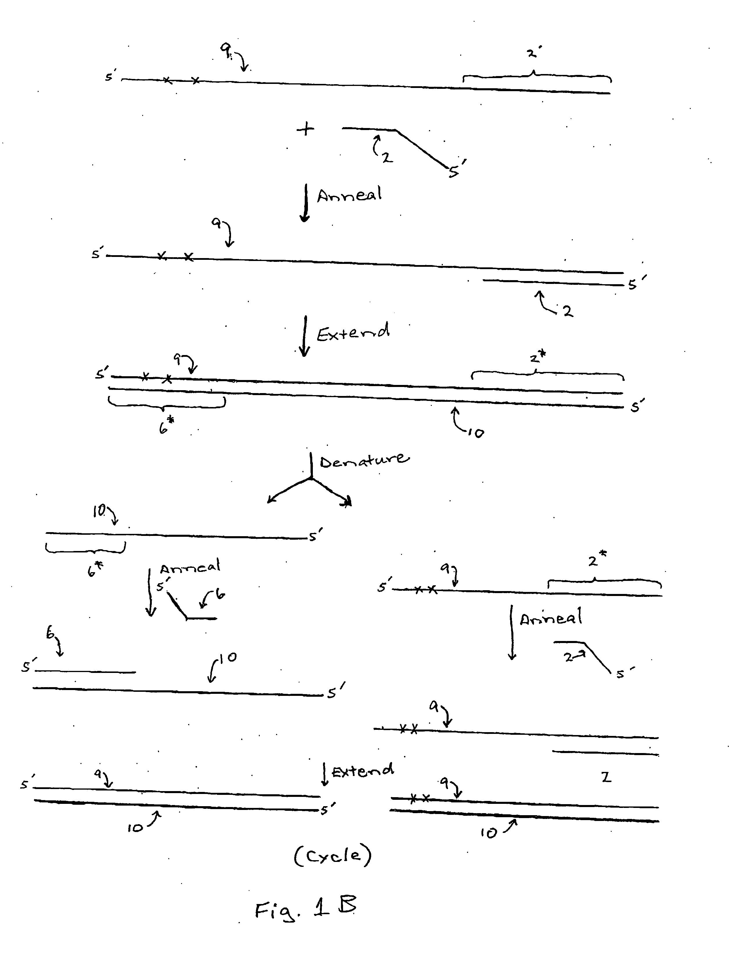 Compositions, methods, and kits for analyzing DNA methylation
