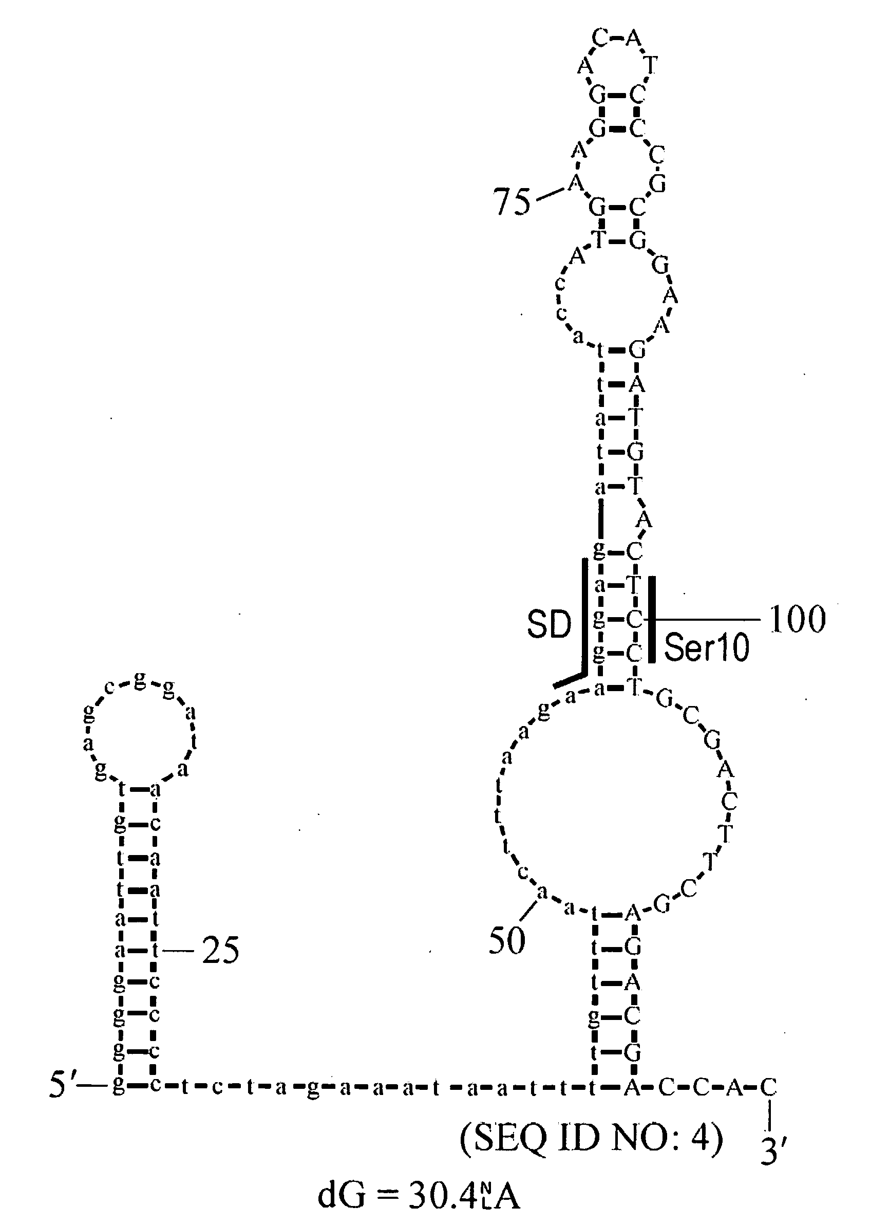 Design of synthetic nucleic acids for expression of encoded proteins
