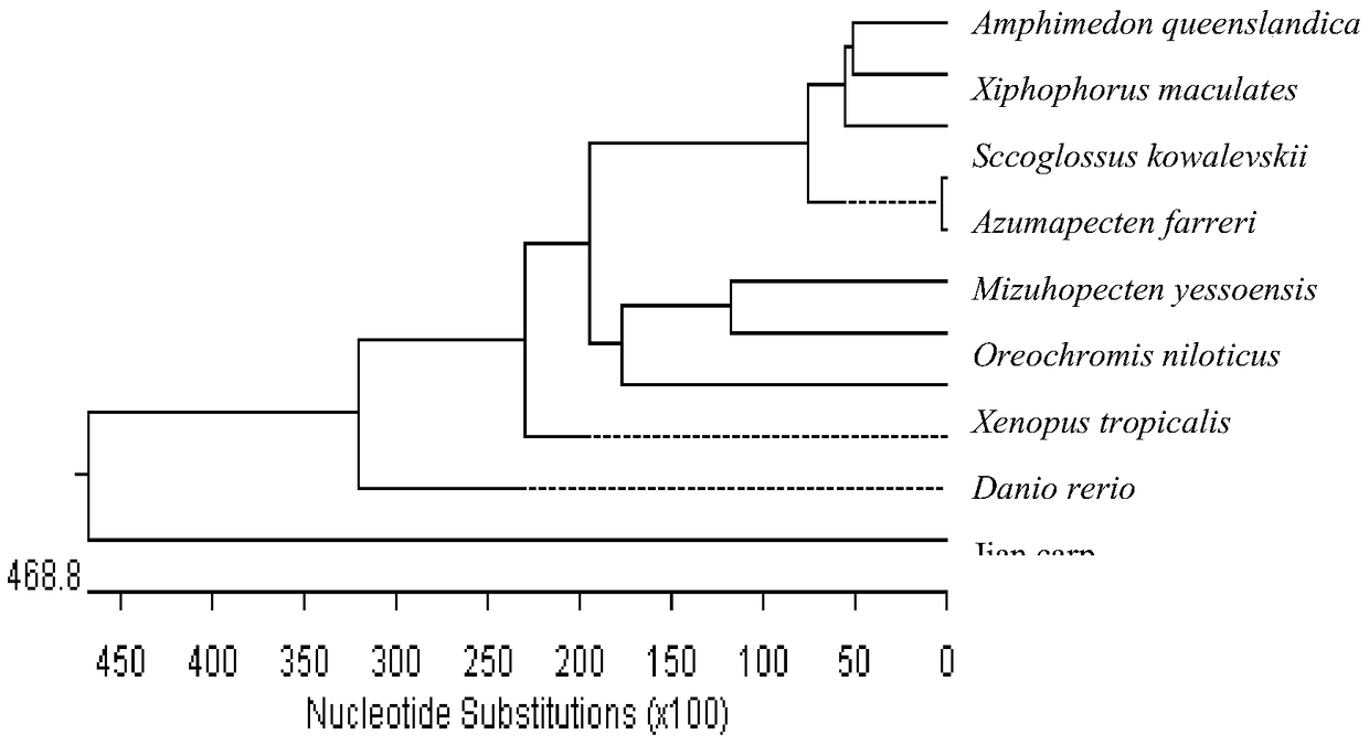 Construction method and use of a Jian carp retrotransposon and transgene vector