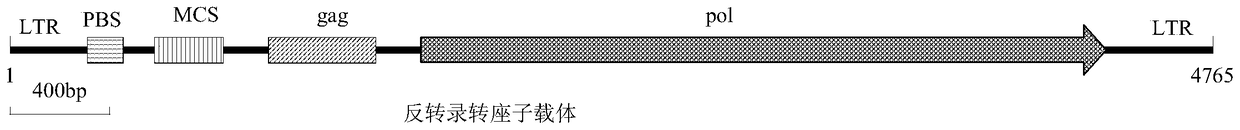 Construction method and use of a Jian carp retrotransposon and transgene vector