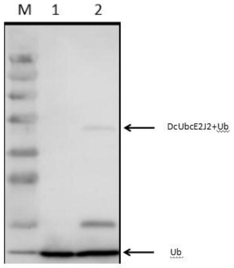 Application of diaphorina citri ubiquitin-binding enzyme E2J2 gene in prevention and control of citrus huanglongbing