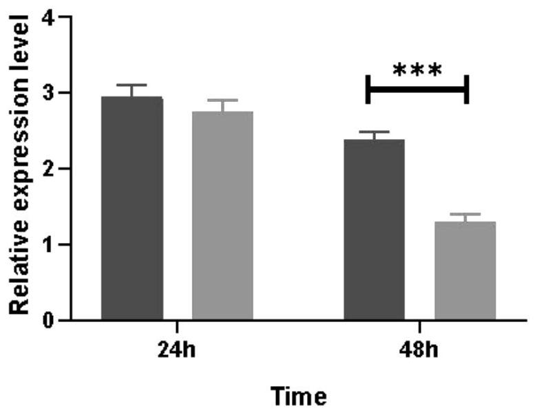 Application of diaphorina citri ubiquitin-binding enzyme E2J2 gene in prevention and control of citrus huanglongbing