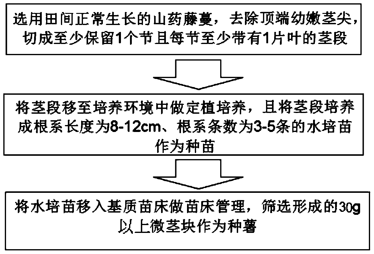 Hydroponic propagation expanding and seed yam preservation method for dioscorea alata