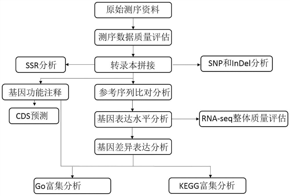 A method for developing ssr primers of P. sp. plants based on transcriptome sequencing