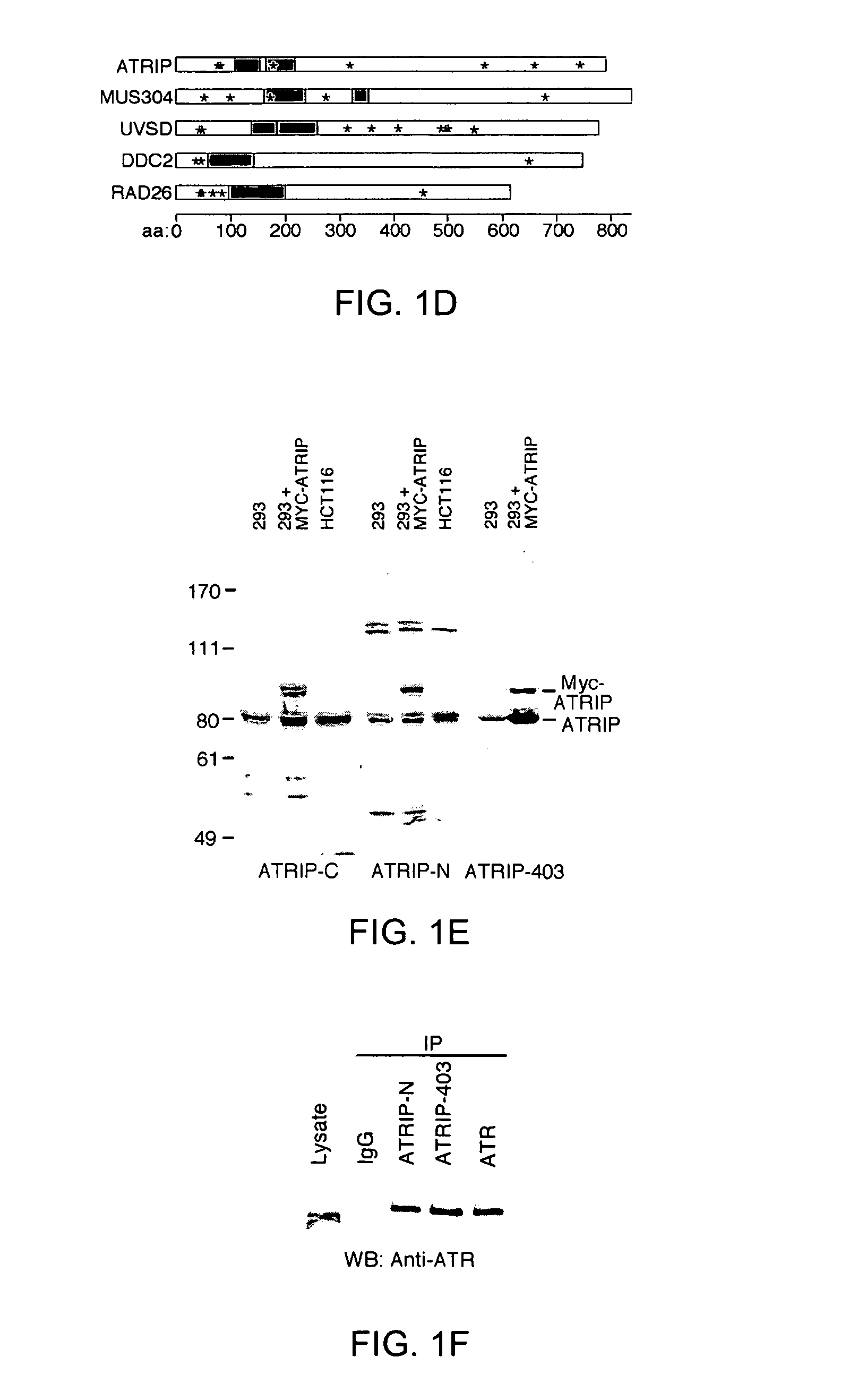 Methods and compositions in checkpoint signaling