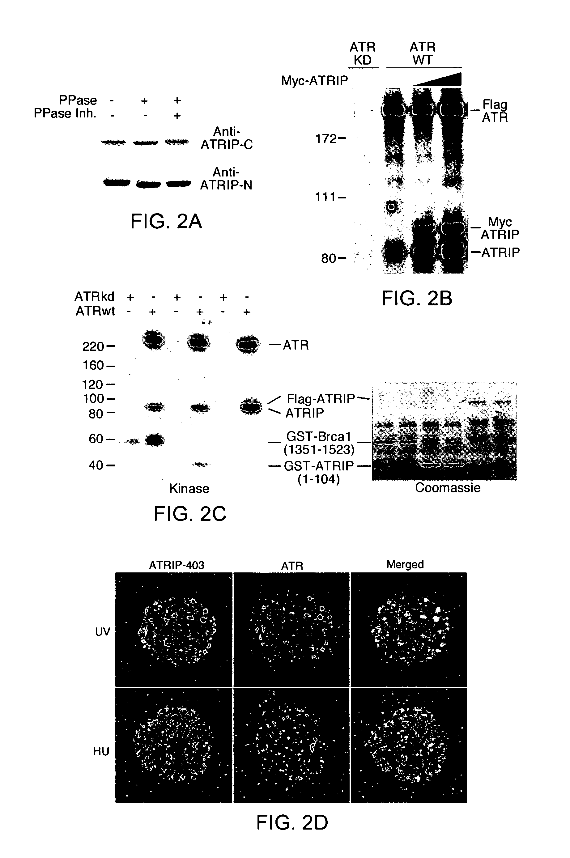 Methods and compositions in checkpoint signaling