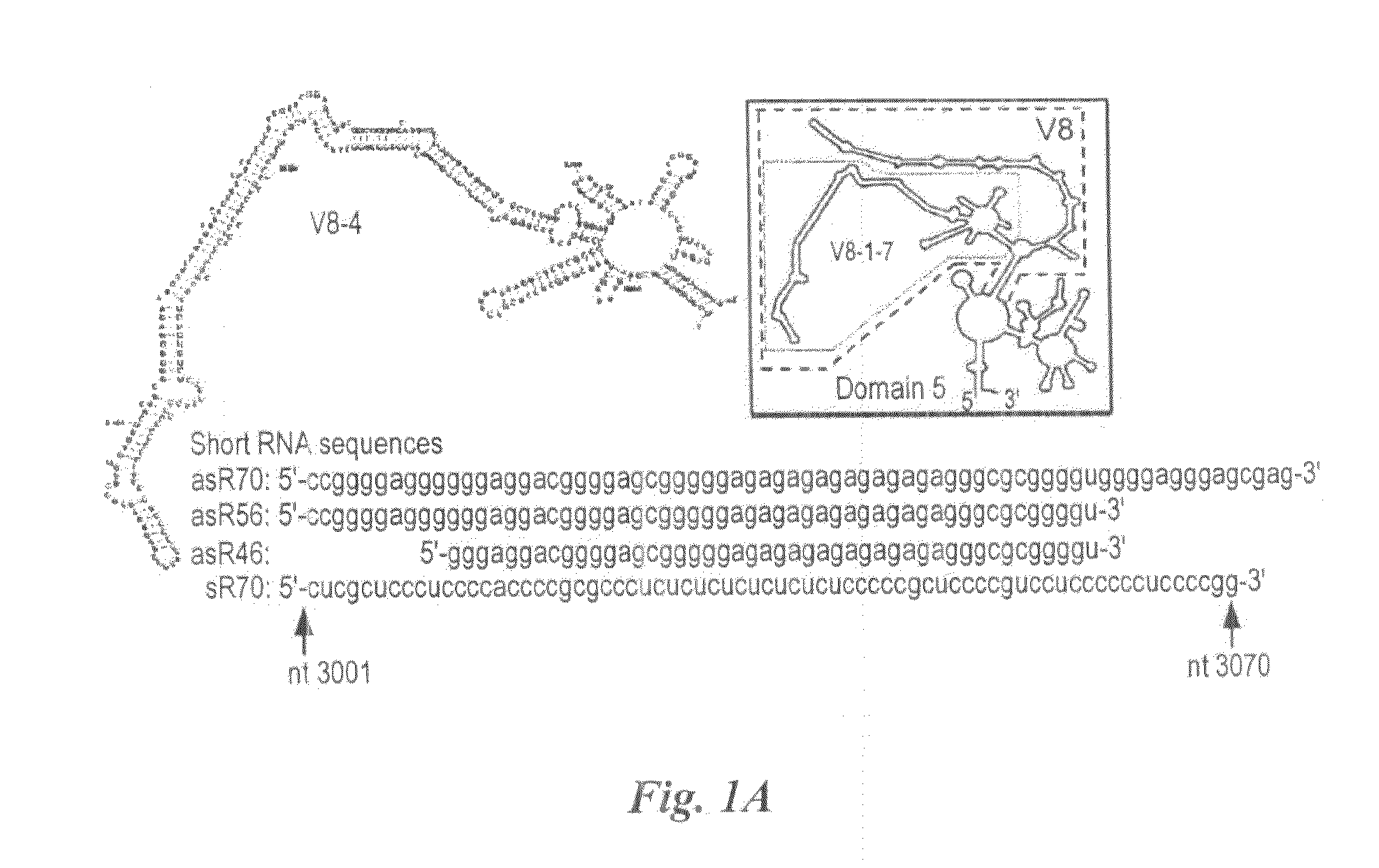 Method  for  preparing human  neoplastically  transformed  cells