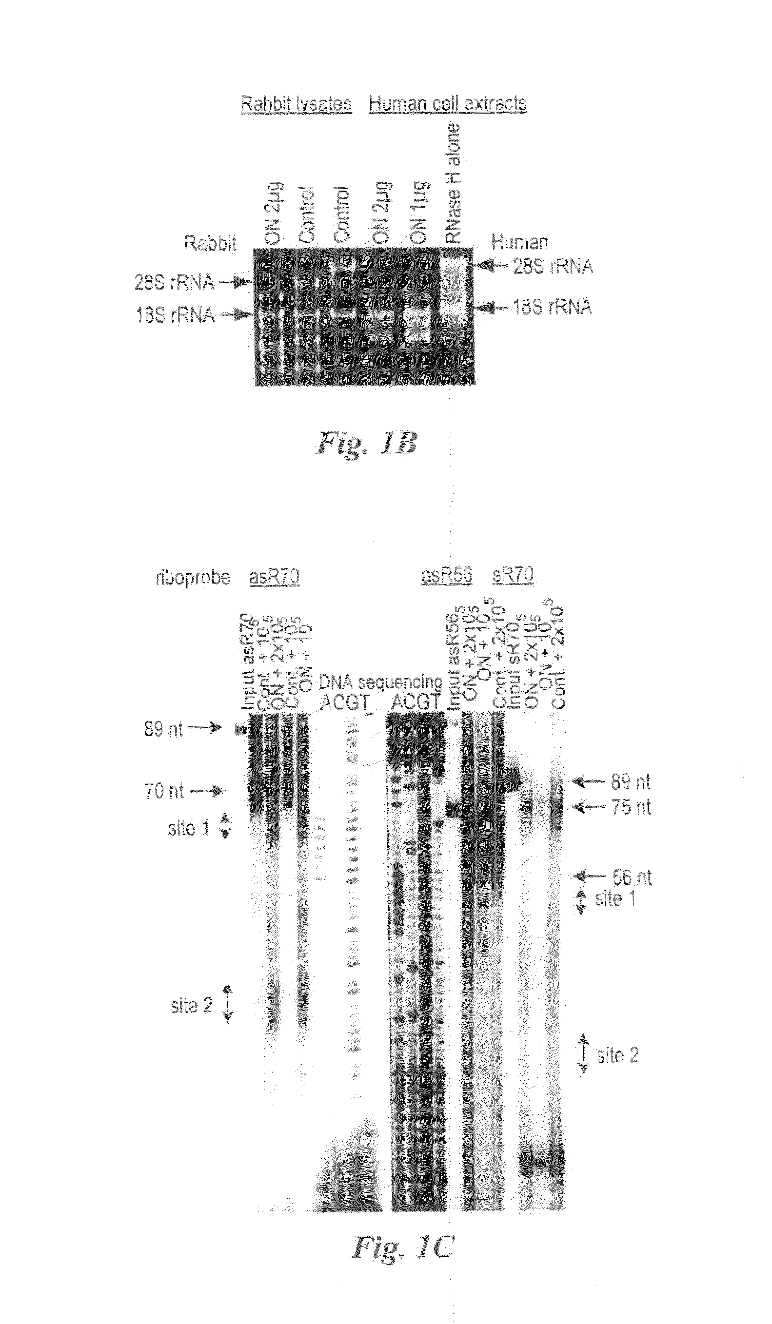 Method  for  preparing human  neoplastically  transformed  cells