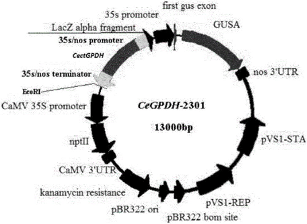 CectGPDH2 (cytosolic glycerol-3-phosphate dehydrogenase 2) gene and application thereof